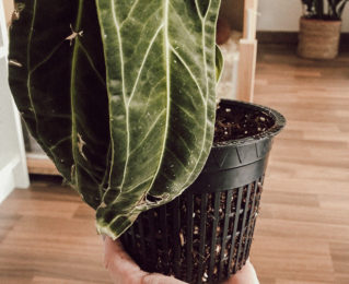 Anthurium Pflege: So wächst sie am besten!